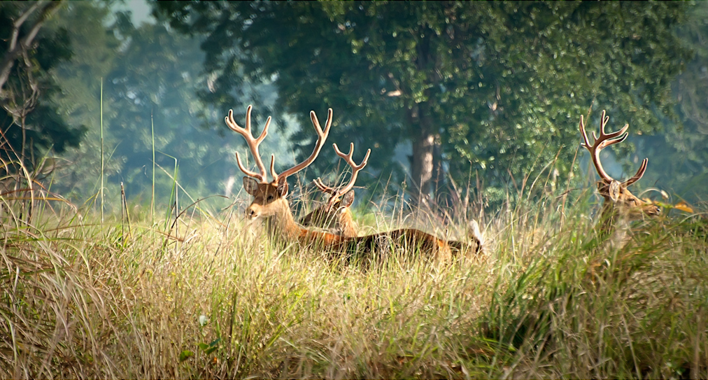 Ciervos autóctonos en el Parque Nacional de Kanha - Barasingha 