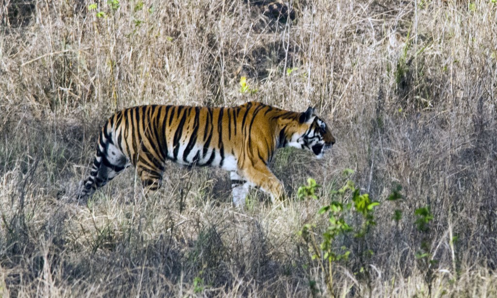 Kansa - Tigre de Bengala