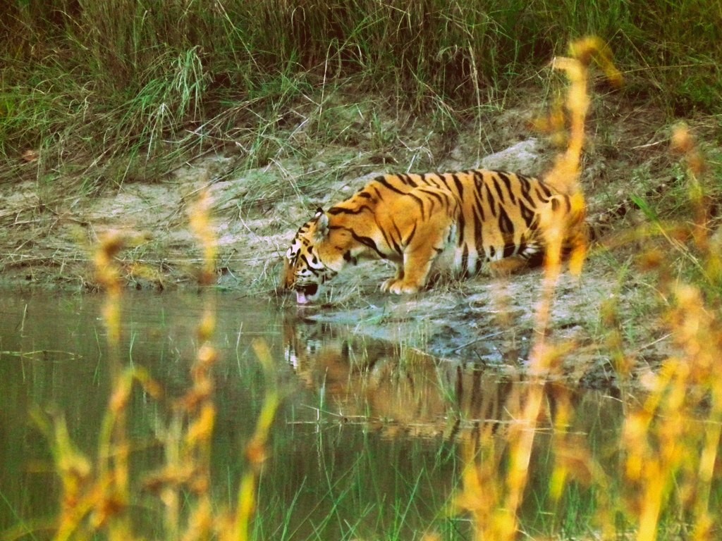 Tigre de Bengala