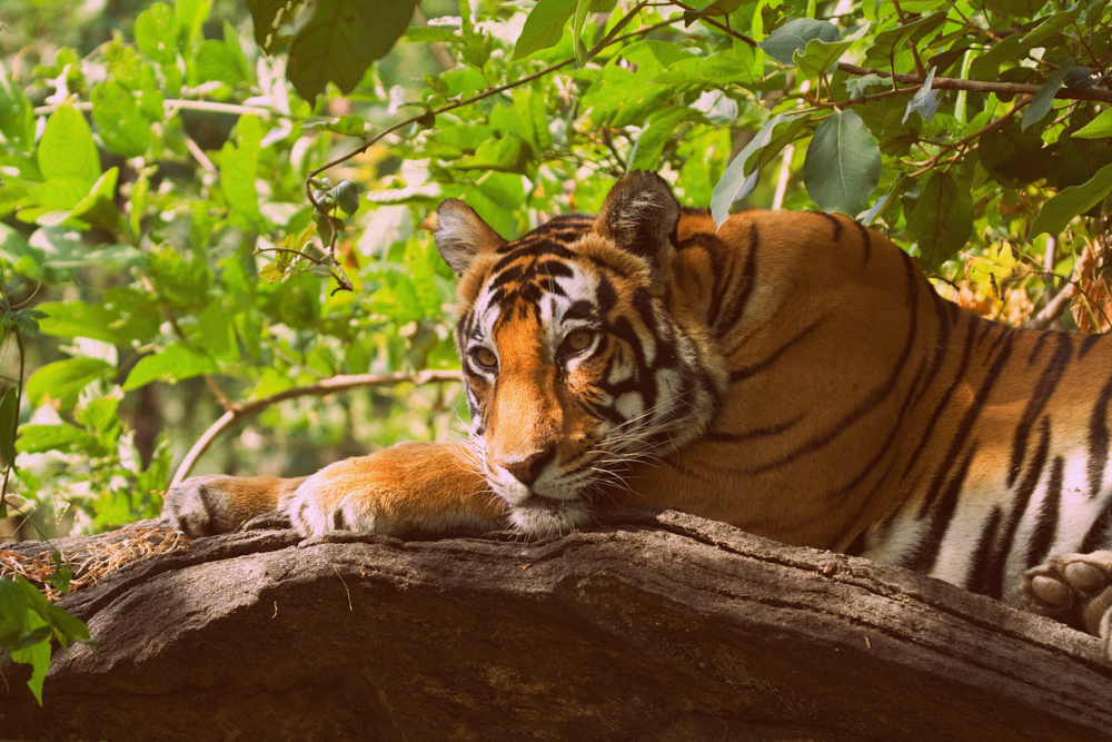 Tigre de Bengala - lugares para una luna de miel