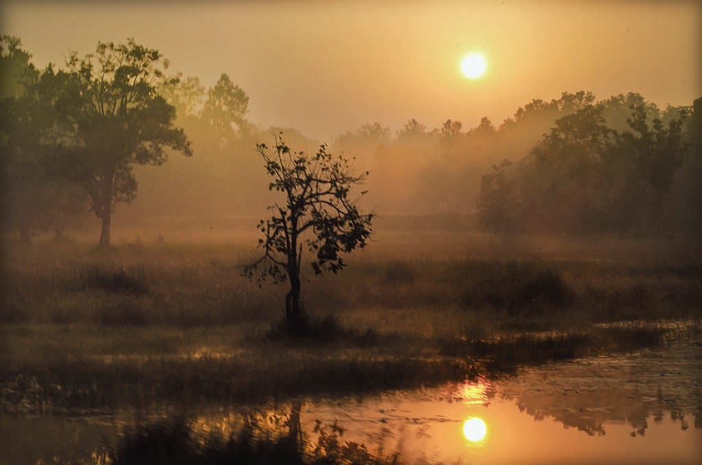 Viajes a la selva de Mowgli - Atardecer en Kanha - Meghdut Gorai