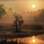 Viajes a la selva de Mowgli - Atardecer en Kanha - Meghdut Gorai