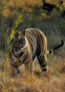 Viajar en familia - Bandavgarh