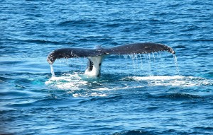 Viajar a Sri Lanka en Navidad. Ballena azul