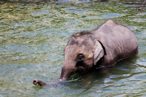 Viajar a Sri Lanka en Navidad. Cría de elefante en Yala 