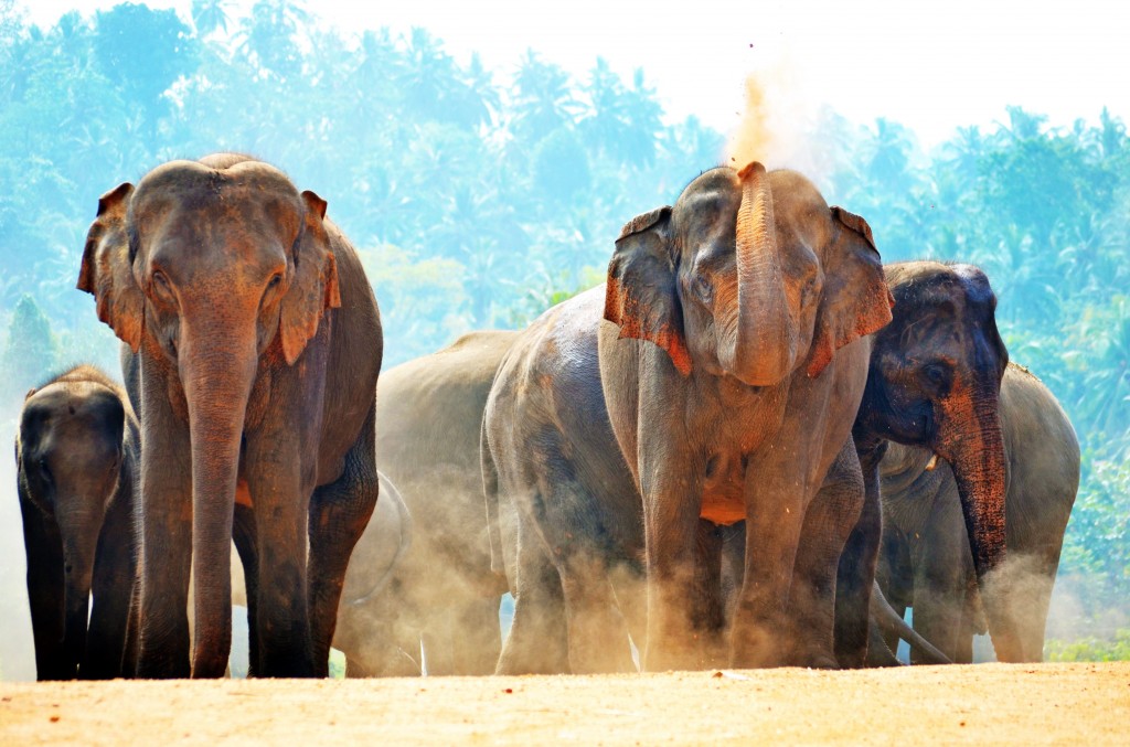 Viajar a Sri Lanka en verano. Elefantes al sol