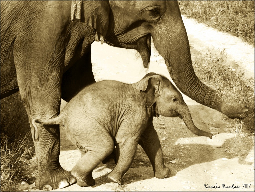 Udawalawe National Park