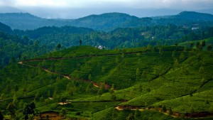 Viaje a Sri Lanka y Maldivas - Plantacion de te