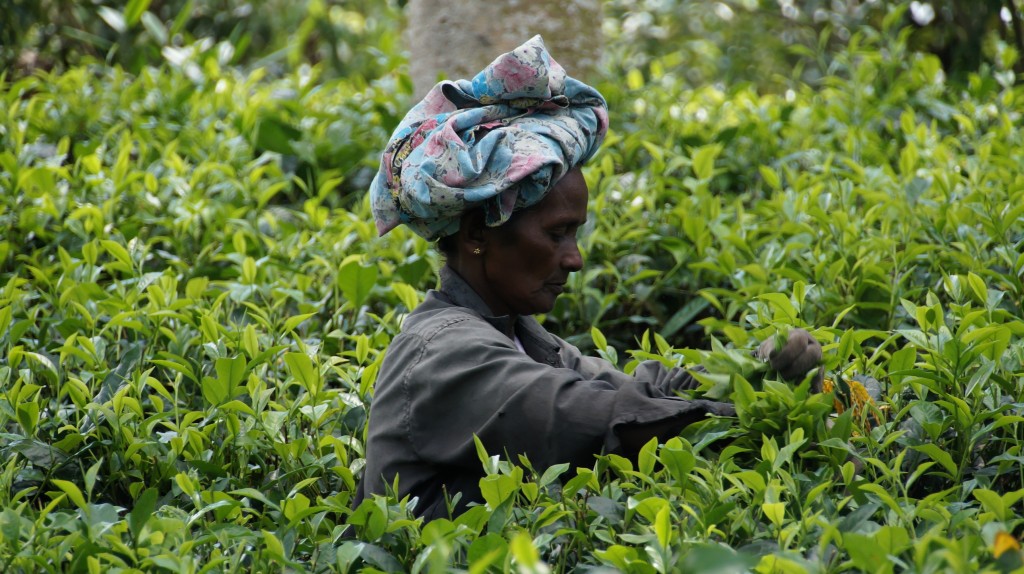 Viajar a Sri Lanka en abril. Recolección de té - Cuándo viajar a Sri Lanka 