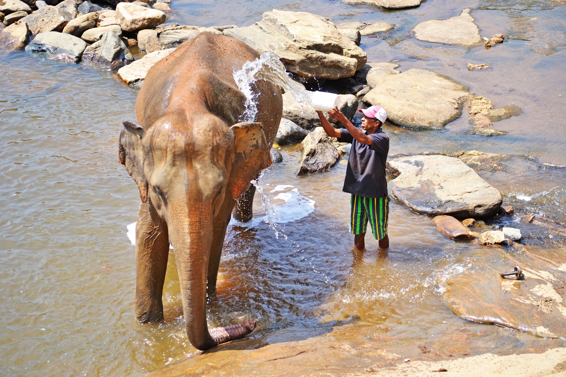 Viajar a Sri Lanka en febrero. Baño de los elefantes en el río Maha Oya