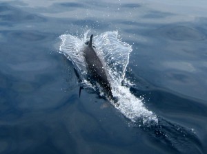 Viajar a Sri Lanka en abril - Delfines