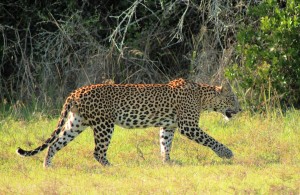 Viajar a Sri Lanka en marzo - Leopardo en Wilpattu