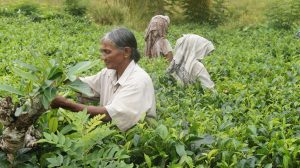 Viajar a Sri Lanka en agosto - Cosecha del te