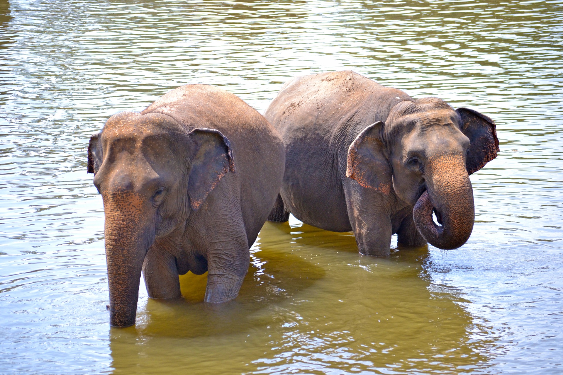 Viajar a Sri Lanka en agosto - Elefantes
