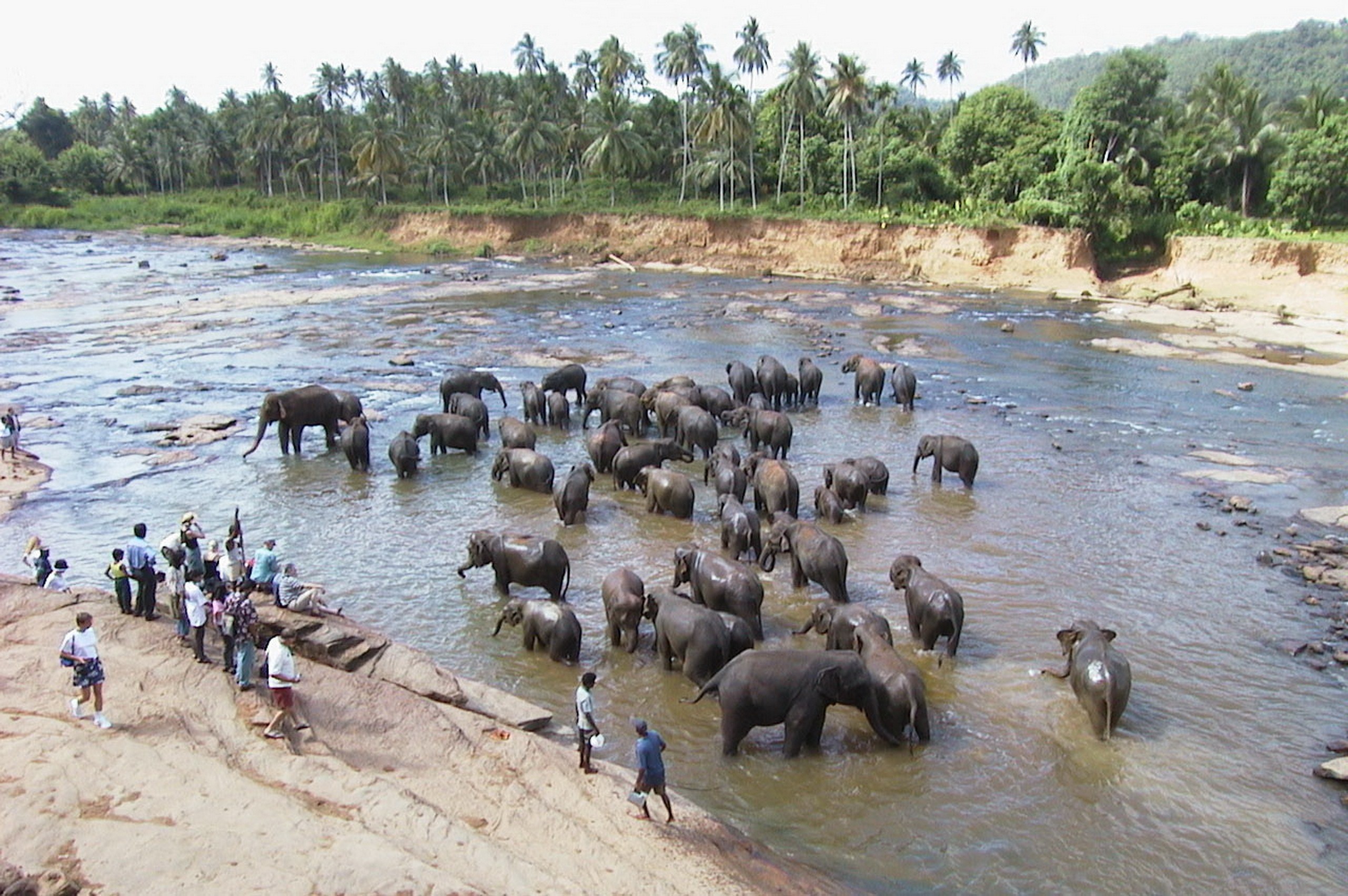 Viajar a Sri Lanka en julio - Encuentro de elefantes