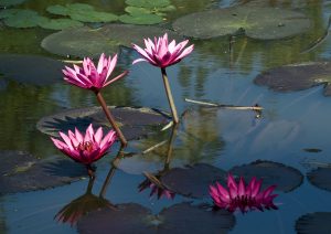 Flor nacional de Sri Lanka