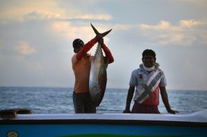 Viajar a Sri Lanka en mayo - Un gran pescado 