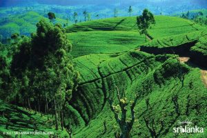 10 curiosidades sobre Sri Lanka - Plantaciones de té