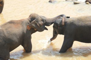 Viajar a Sri Lanka en diciembre - Baño de dos elefantes