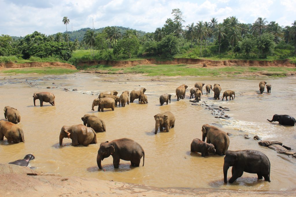 Orfanato de elefantes en Sri Lanka