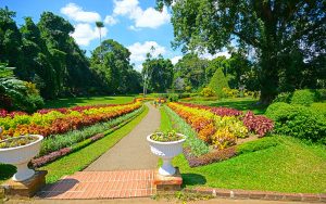 Bambúes Gigantes - Jardines de Perandeniya 