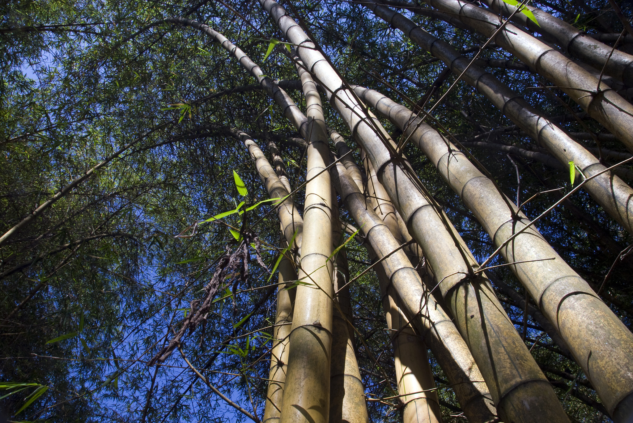 Bambúes Gigantes - Jardines de Perandeniya 