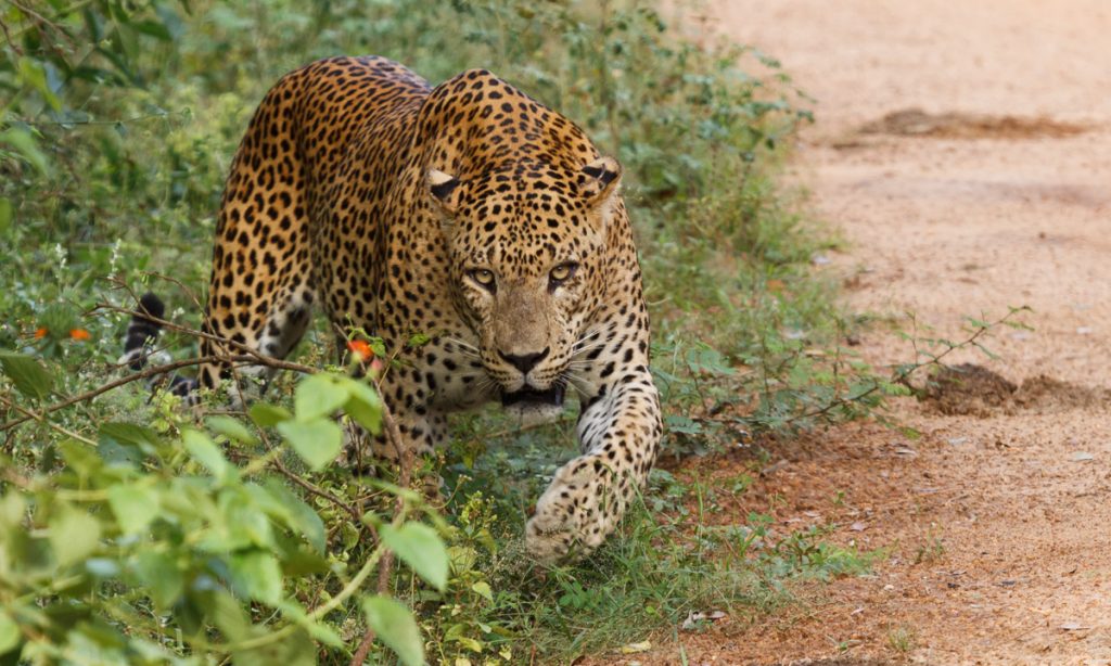 Que ver en Sri Lanka: Parque Nacional de Yala