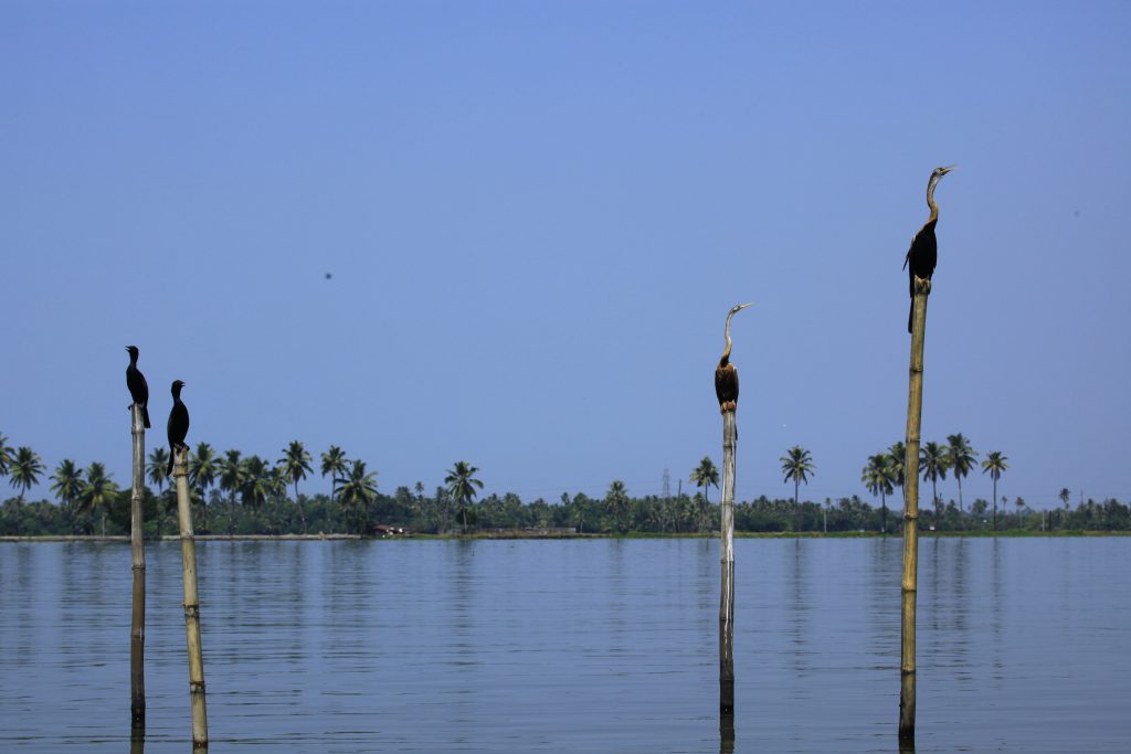 Cuándo ir de safari a India. Backwaters de Kerala