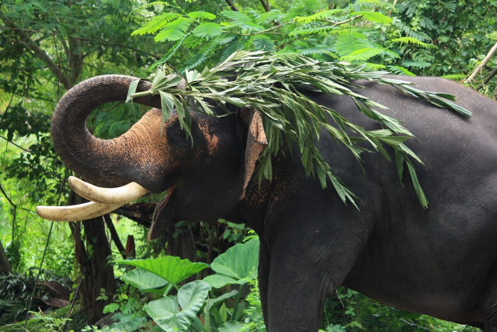 De safari en India viendo elefantes 