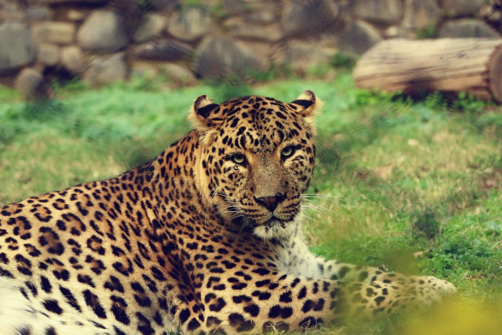 Cuándo ir de safari a India. Leopardo