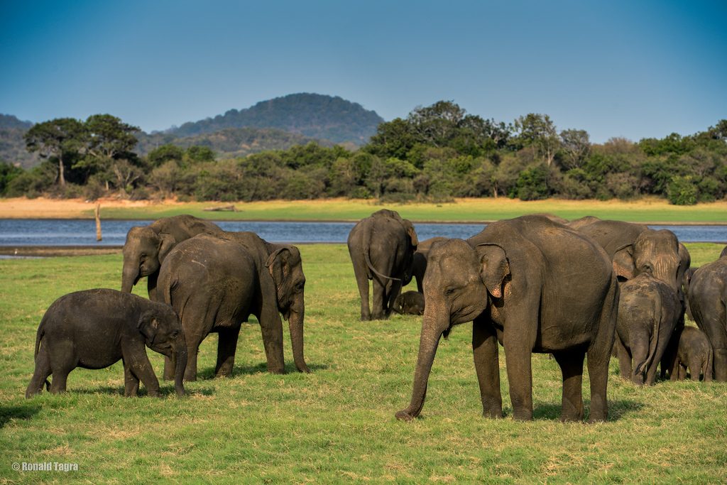 Elefantes en Sri Lanka