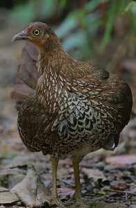 Gallo de Ceilán