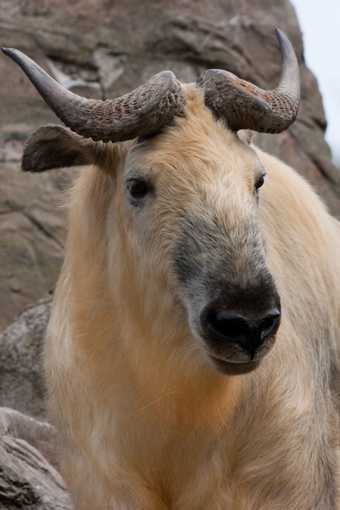 Animales del Himalaya 