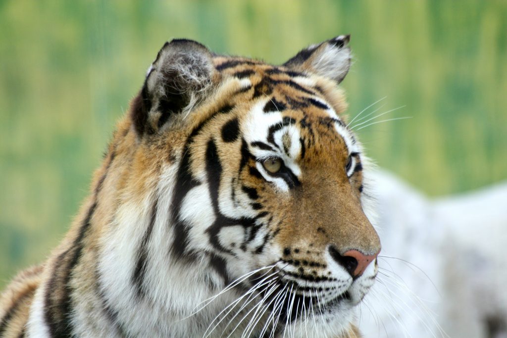 Animales del Himalaya