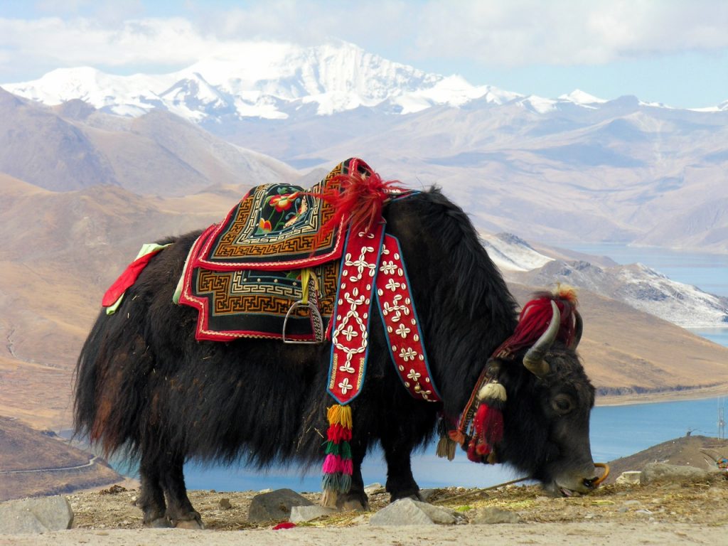 Animales del Himalaya