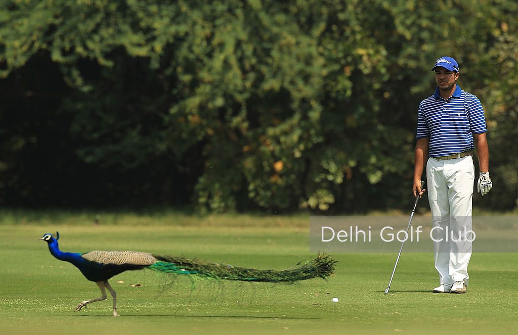 Pavo real en campo de golf en India 