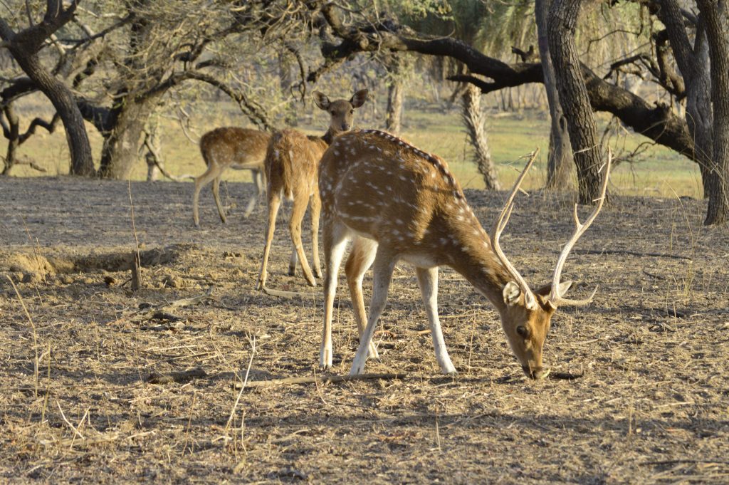 Ver tigres de Bengala - Rathambore