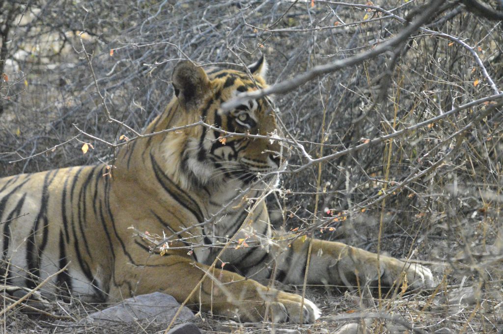 Ver tigres de Bengala