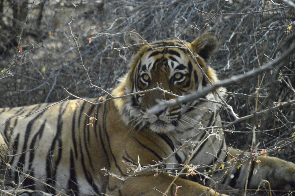 Ver tigres de Bengala