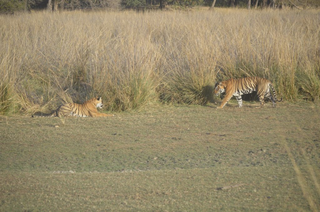 Ver tigres de Bengala - Rathambore