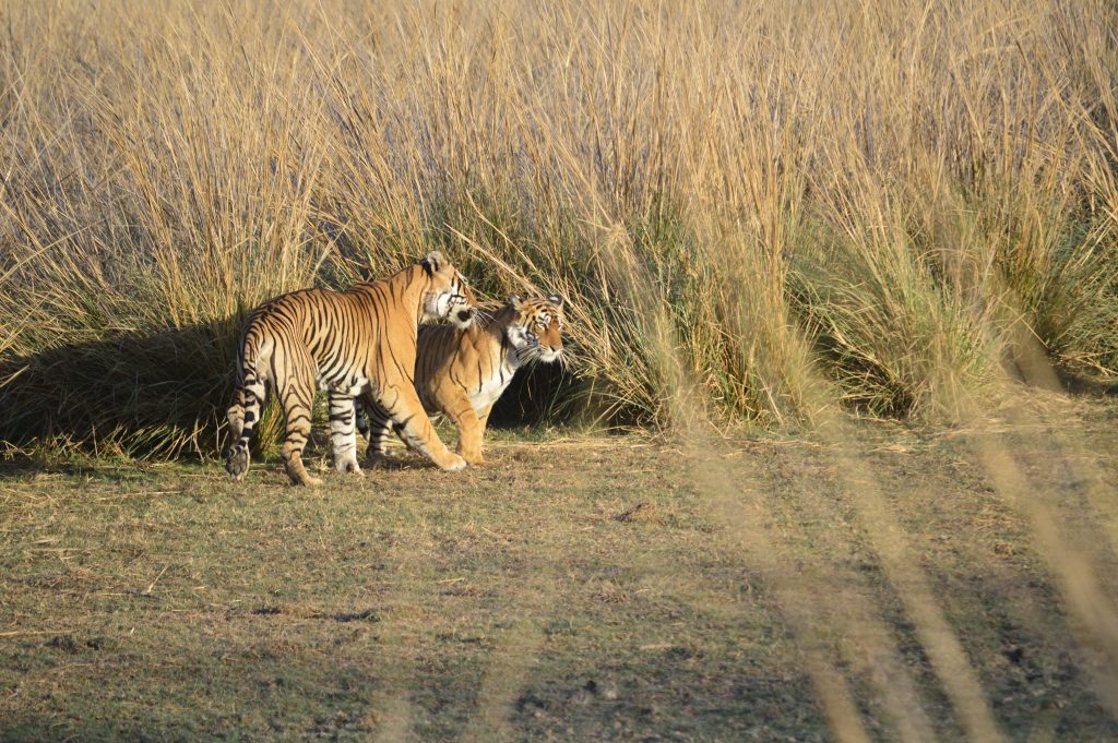 Ver tigres de Bengala - Fechas para viajar a India