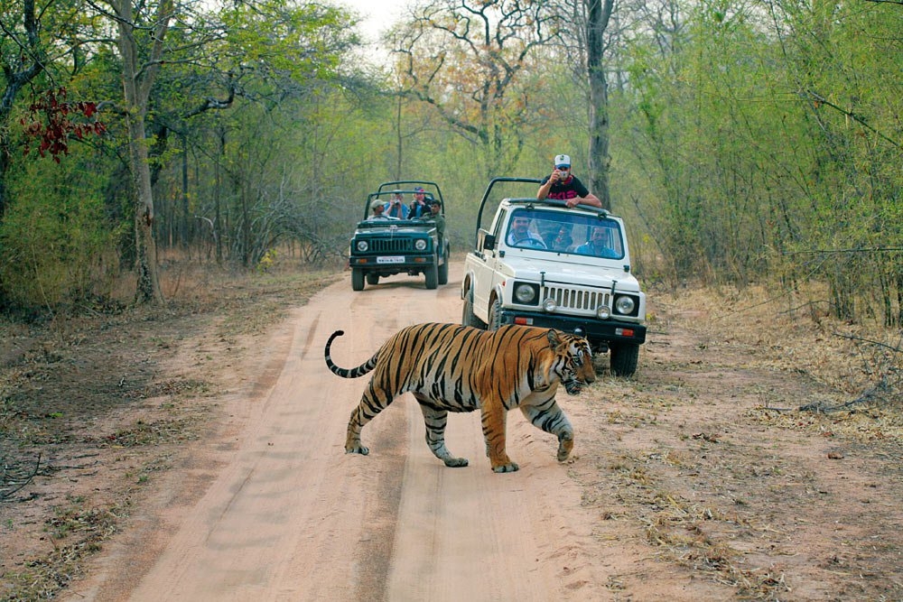 Ver tigres de Bengala