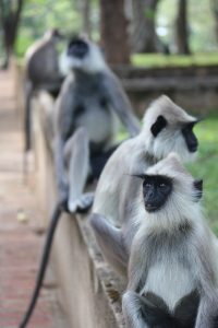 viajar-a-sri-lanka - habarana cinnamon lodge