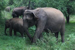 viajar-a-sri-lanka Parque Natural de Kaurula 