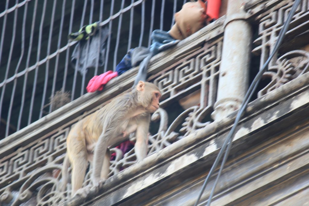 Qué hacer en Varanasi