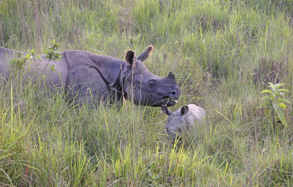 Rinoceronte madre y rinoceronte hijo en el Parque Nacional de Chitwan 