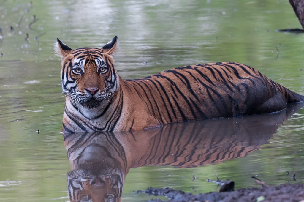 Avistar al tigre de bengala en Ranthambore 