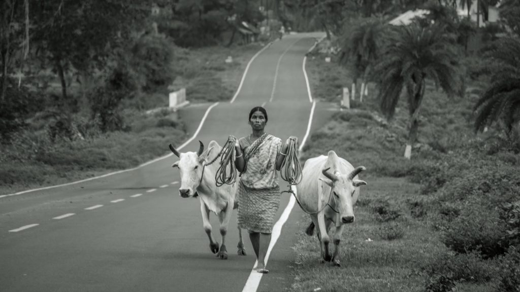 Mujer de India con vacas por la carretera