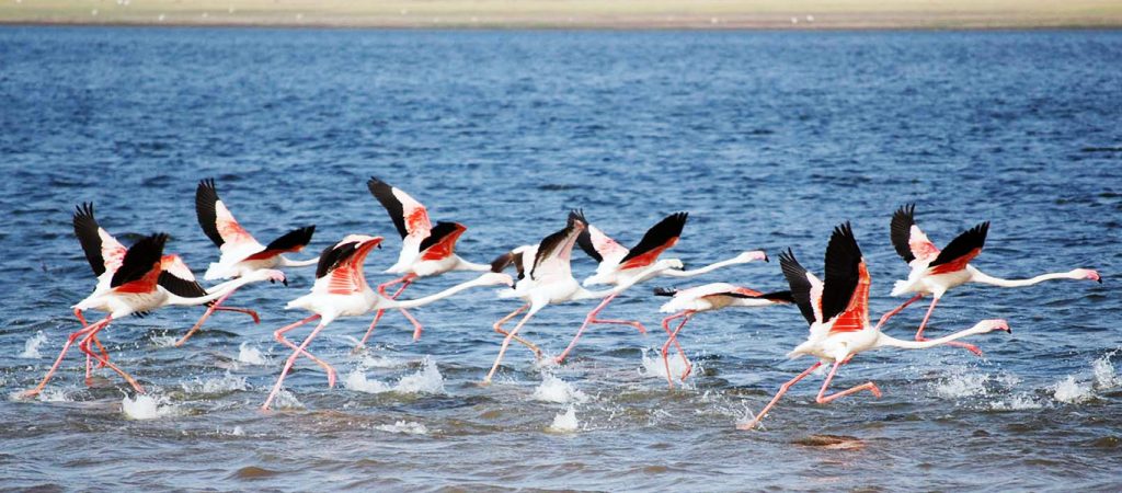 Flamencos indios llegando a Bundala National Park