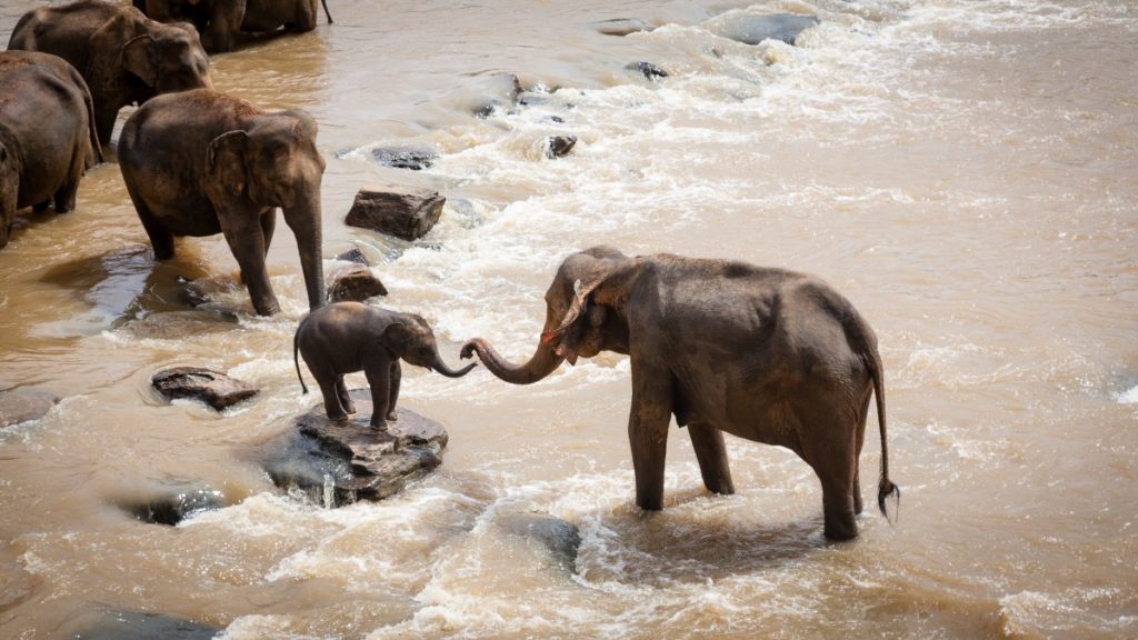 Una madre elefante con su bebe en una reserva de India